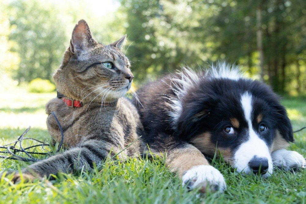 Chat et chien allongés côte à côte dans l'herbe