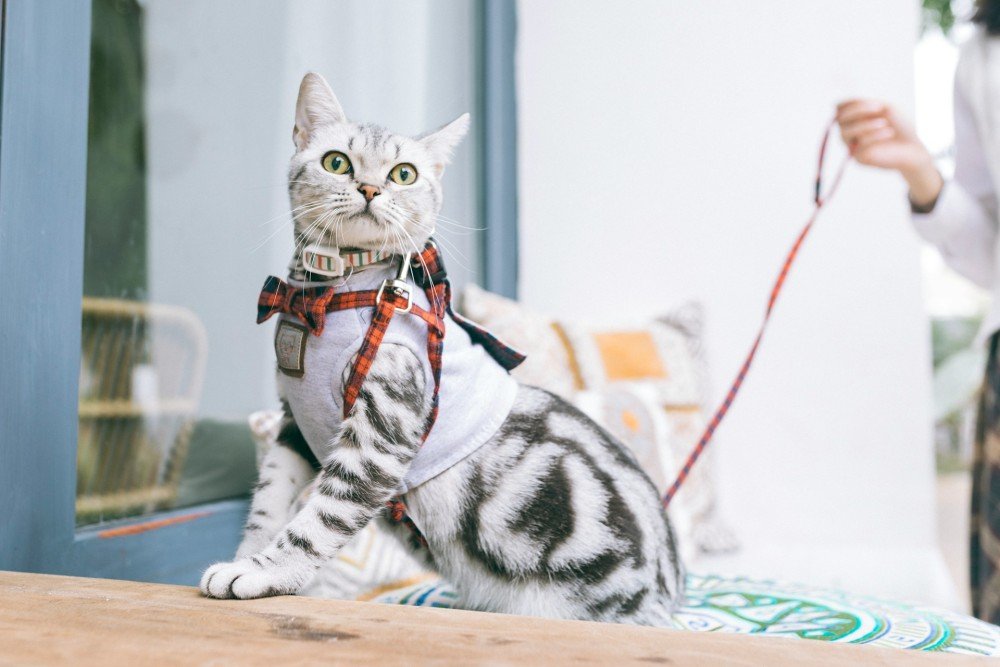 Chat tenu en harnais lors d'une séance de manipulation en douceur